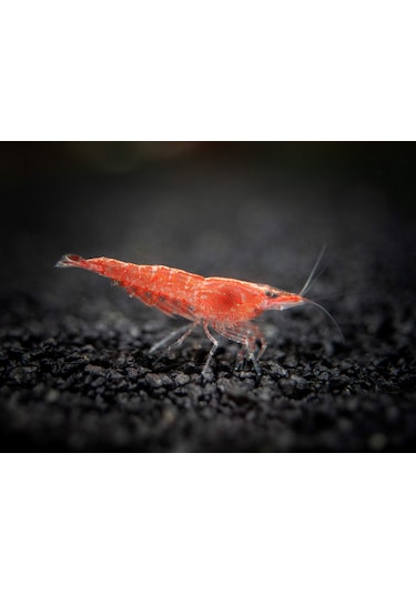 Kiraz Karides ( Neocardina Davidii ) 2 Adet