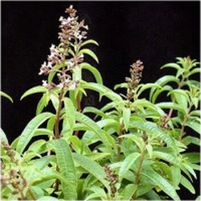 Melisa Limon Otu Aloysia Triphylla Fidanı 10-20 Cm