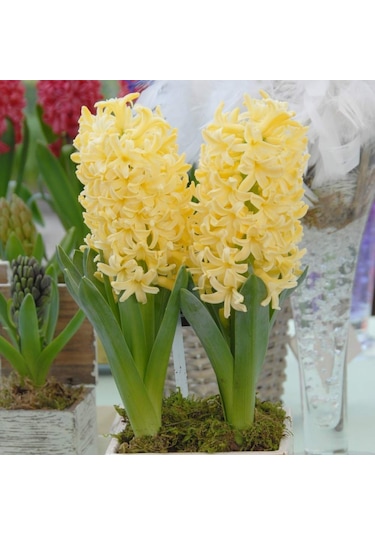 Hyacinthus Yellow Stone Sümbül Soğanı 3 Adet