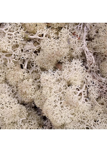 Reindeer Moss Beyaz Şoklanmış Norveç Yosunu 30gr