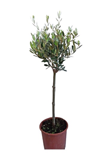 zeytin fidanı 50-70cm