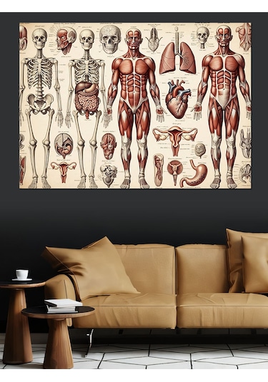İnsan Anatomisi Ve İskelet Sistemi Dekoratif Kanvas - Mdf Ahşap Tablo