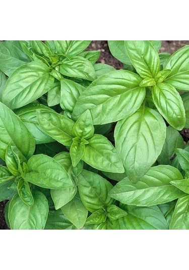 Marul Yapraklı Fesleğen Tohumu 250 Tohum