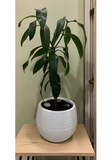 Saburg Çiçek Saksısı 3'lü Set, Otomatik Sulamalı 450 Ml 87136610