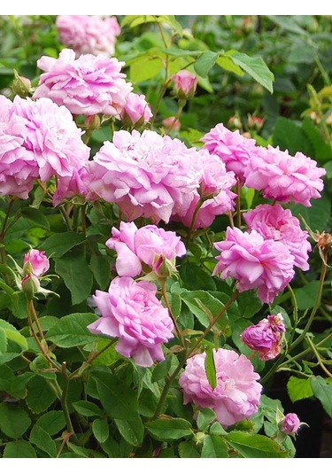 Dikensiz Isparta Gülü Yenilebilir Fidan 1-2 Y...