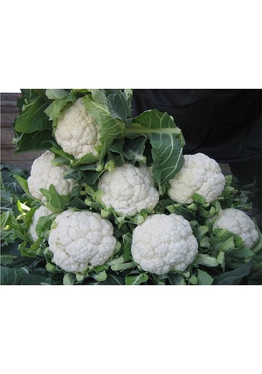 Karnabahar Tohumu Igloo 25 Gr