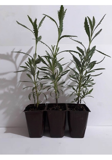Fide Sepeti Lavanta Fidesi (3Lü Ambalaj) 334695009