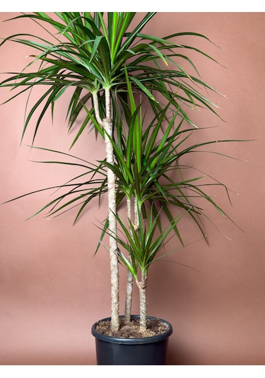 Madagaskar Ejder Ağacı Dracaena Marginata 100 Cm Çoklu Gövdeli Form