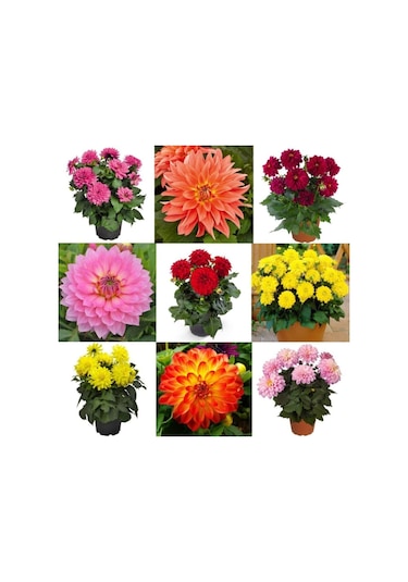 Karışık Renk Dahlia Yıldız Çiçegi Soganı ( 9 Adet)-3577050633