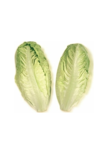 Göbekli Yedikule Marul Tohumu 100 Adet Tohum