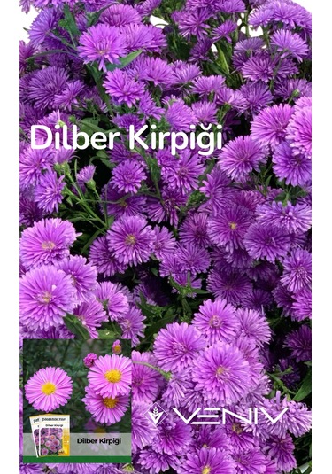 100 Adet Dilber Kirpiği Aster Tohumu- 2 Paket