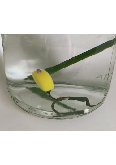 Küspe'li 4 Adet Küspe Sazan Rig Takımı Sarı Esp Mısır'lı