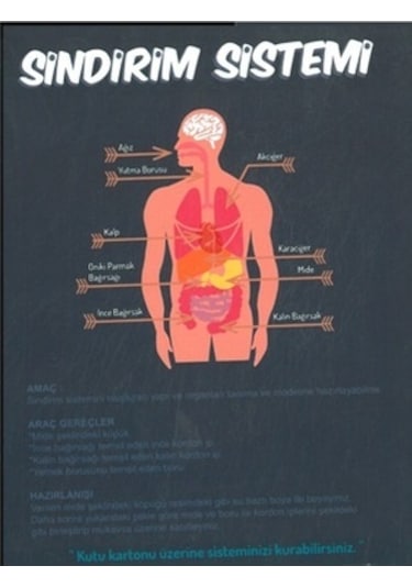 Misyon Kiwi Sindirim Sistemi Çalışması