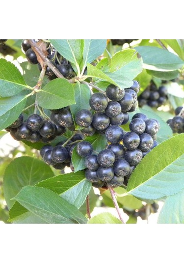 "2 Yaşında Viking Aronya Fidanı - Sağlıklı Ve Verimli Aronia M...