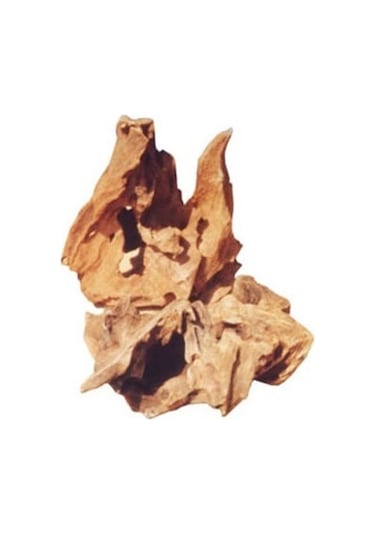 Mango Kökü L 30 - 40 CM