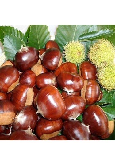 İri Kestane Zonguldak Yöresinden 1 Kg