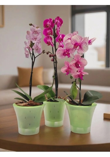 Live-in-green 2 Litre Orkide İçin Şeffaf Plastik Saksı Takımı 342131427