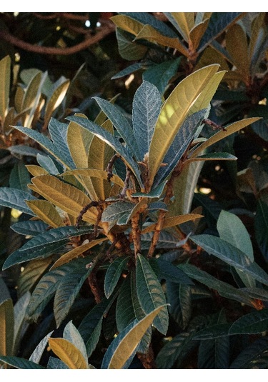 250 Gr. Yeni Dünya - Malta Eriği Yaprağı Dalından Günlük Toplama