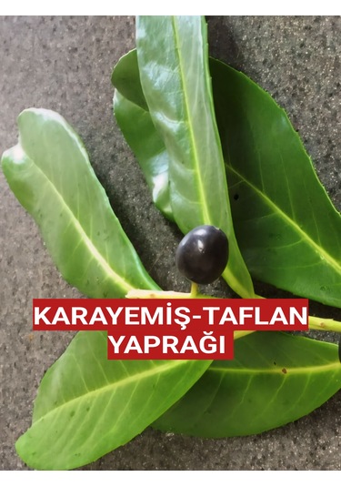 250 Gram Karayemiş-taflan-laz Kirazı Yaprağı Günlük Dalından Top