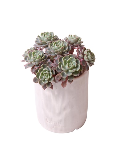Echeveria Nana Mini Hook - Sukulent Haangarden