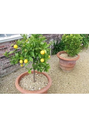 Bodur Bonsai Limon Ağacı Tohumu 5 Tohum +Saksı+Toprak+ Tohu