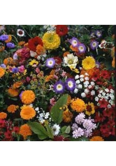 100 Adet Tohum Çok Nadir Bulunan Japon Halısı Çiçeği Tohumu Saksı