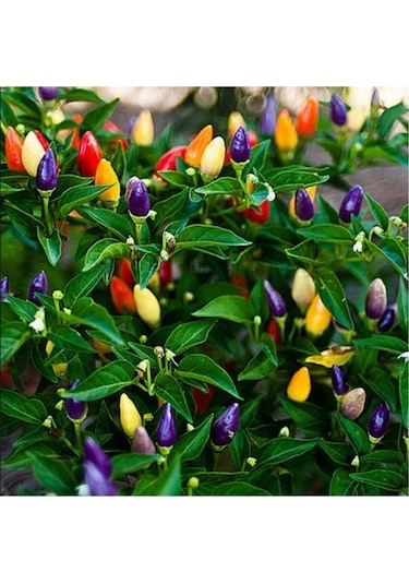 Karışık Renk - Gökkuşağı Süs Biberi Tohumu