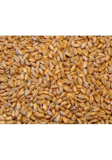 Buğday Yem 1 Kg Doğal Buğday Tane Buğday Güvercin Yemi Tavuk  Yem