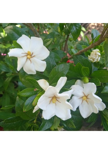 Gardenya 50-80 Cm 2-3 Yaş Yoğun Kokulu