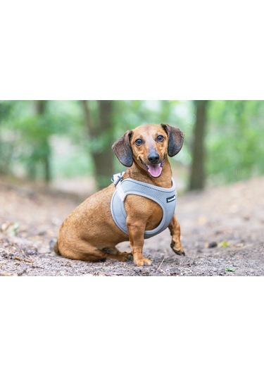 Beeztees Köpek Göğüs Tasması, Neopren, Gri, Xs, 30-35cm Çok Renkli