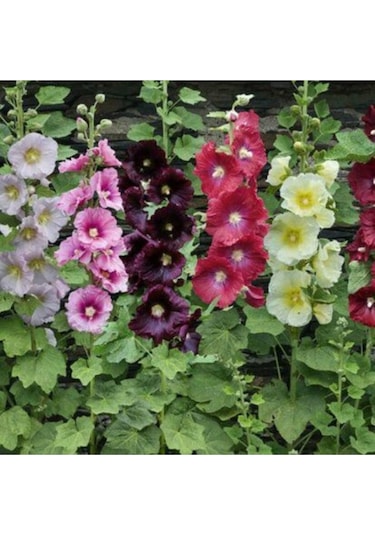 Süper Paket 150 Adet Tohum Hatmi Çiçeği Tohumu Gülhatmi Çiçeği Tohumu Çiçek Tohumu