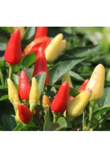 Eko Paket Biberiye Biber Tohumu Fındık Biber Tohumu Misket Biber Tohumu 150 Adet Tohum