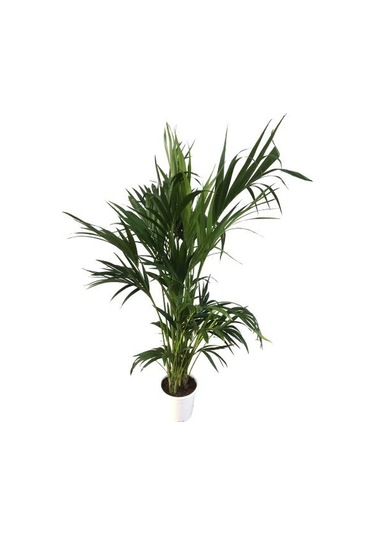 Howea Forsteriana Kentia Palmiyesi İthal 24cm Ø H:180