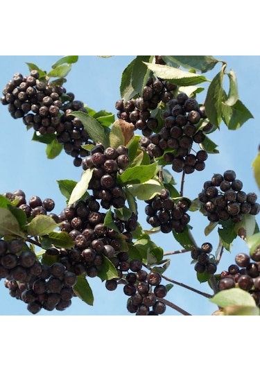 Tüplü Her Bölgeye Uygun 20 Adet Siyah Aronya Fidanı 20-40 Cm