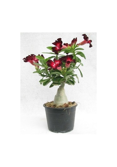 Adenium Çöl Gülü Çiçeği Fidanı