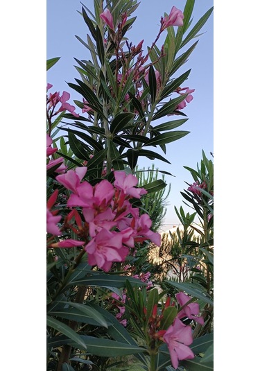 Gösterişli Ve Uzun Ömürlü Zakkum Fidanı Pembe 2 Yaşında