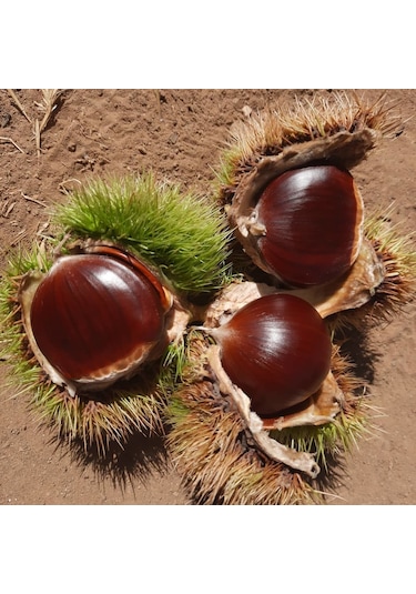 Tüplü Aşılı Soğuklara Dayanıklı Tahta Yüksek Verimli Kestane Fidanı