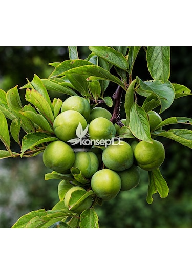 Erik Papaz Fidanı N11.486