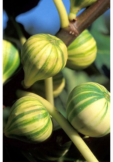 Çilek Aromalı Sarı-yeşil Çizgili İncir Fidanı 2-3 Yaşında Saksı