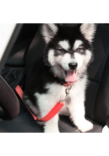 Evcil Hayvan Araç Araba Emniyet Kemeri Kedi Köpek Oto Tasması Koltuk Başlığı
