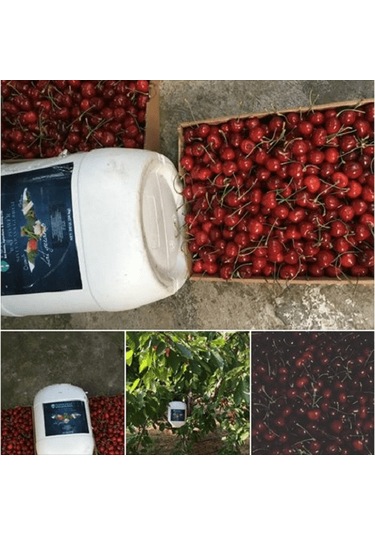 20 L Turkuvaz Bat Power Organik Sıvı Yarasa Gübresi