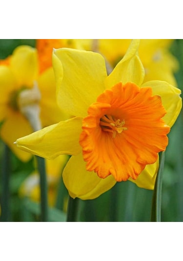 Love Day Sun Nergis Soğanı 5 Adet