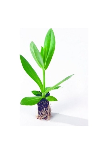 Katmerli Allamonde S.white Lisianthus Çiçeği Fidesi 3 Adet