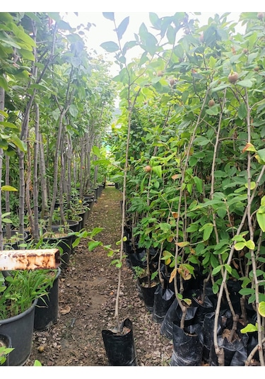 Yeşil Deniz Fidancılık Tüplü Muşmula Döngel Fidanı 100-150 Cm