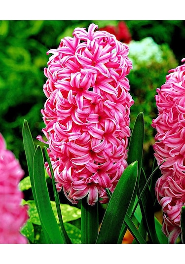 Pearl Pembe Renkli Sümbül Soğanı 3 Adet