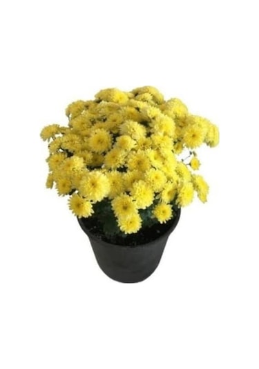 Sarı Kasımpatı Saksılı Krizantem Chrysanthemum
