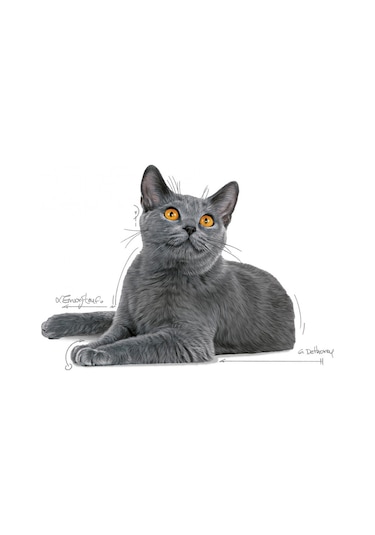Royal Canin Oral Care Yetişkin Kedi Maması 1500 G