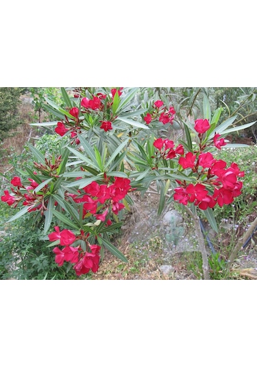 Bodur Zakkum Fidanı