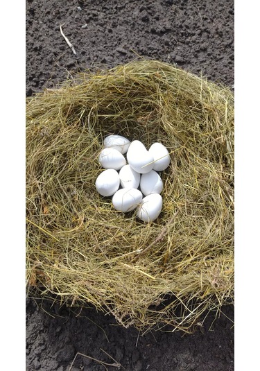 Alex Gips Yumurta Altlıkları 221489329