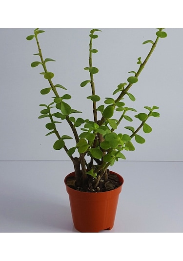 Yeşim Para Çiçeği 20-40 Cm